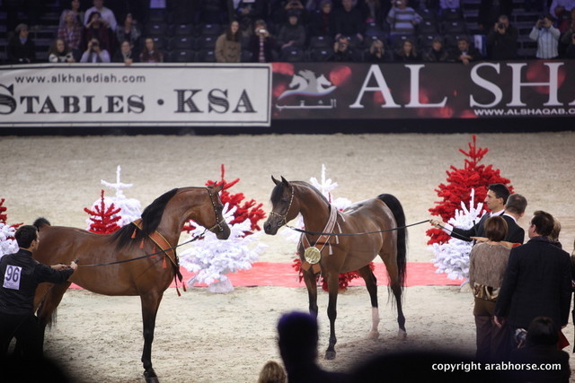 Salon du Cheval - Paris 2011