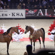 Salon du Cheval - Paris 2011