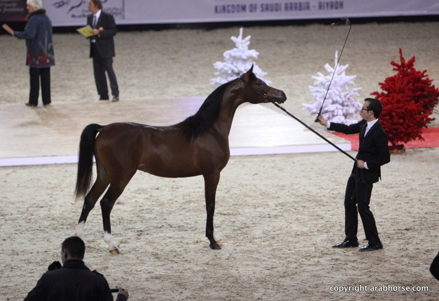 Salon du Cheval - Paris 2011