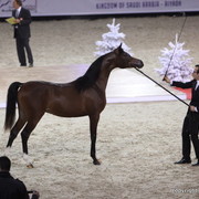 Salon du Cheval - Paris 2011