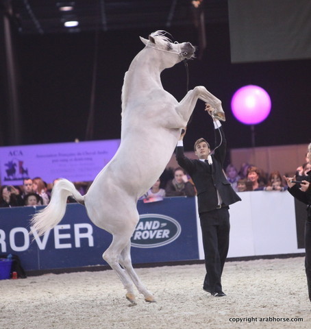 Salon du Cheval - Paris 2011
