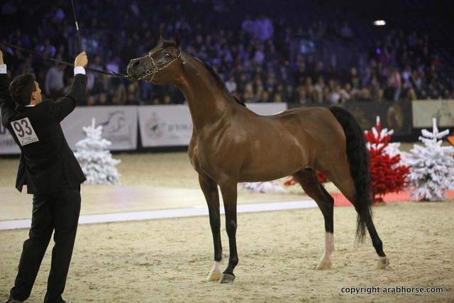 Salon du Cheval - Paris 2011