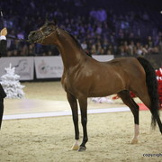 Salon du Cheval - Paris 2011
