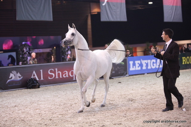 Salon du Cheval - Paris 2011