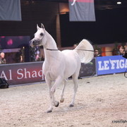 Salon du Cheval - Paris 2011