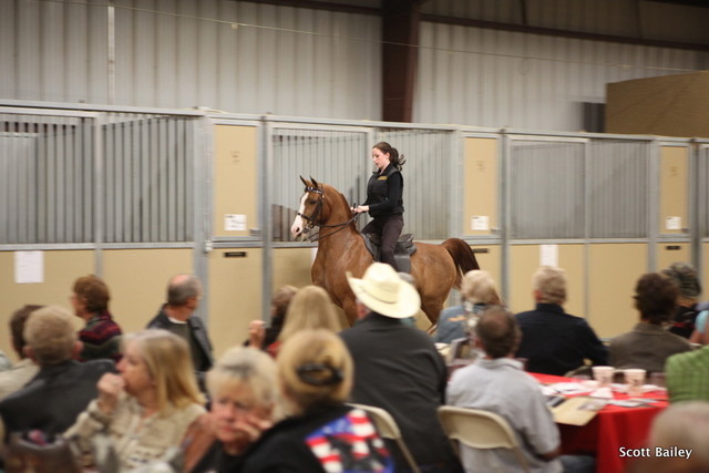 Arabhorse.com's Chloe helping out....