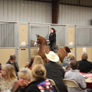 Arabhorse.com's Chloe helping out....