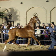 Farm Tour Day 3 - McNutt / Arabian Expressions / Pomeroy & Aira