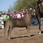 Farm Tour Day 4 - Stonewall / Guzzo / North / Midwest