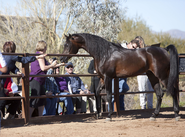 Selket Marque at Stonewall Farm
