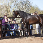 Selket Marque at Stonewall Farm