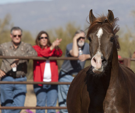 Stonewall Farm's WH Justice Daughter