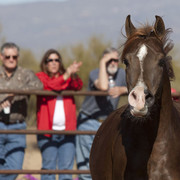 Stonewall Farm's WH Justice Daughter