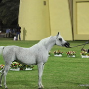 Ajman Show 2012 Day 1