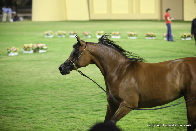 Ajman Show 2012 Day 1