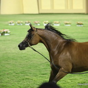 Ajman Show 2012 Day 1
