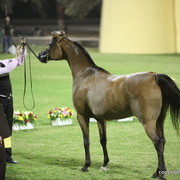 Ajman Show 2012 Day 1