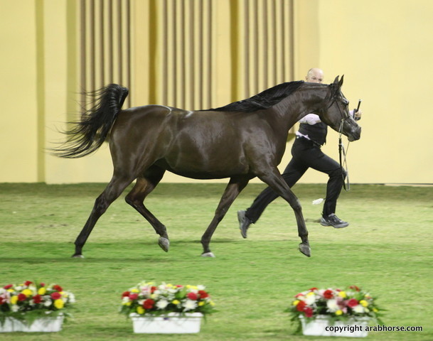 Ajman Show 2012 Day 1