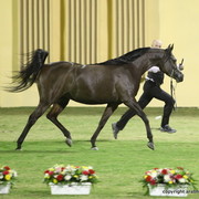Ajman Show 2012 Day 1