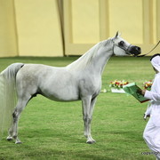 Ajman Show 2012 Day 1