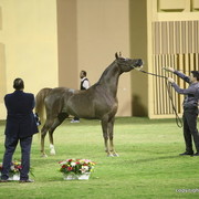 Ajman Show 2012 Day 1