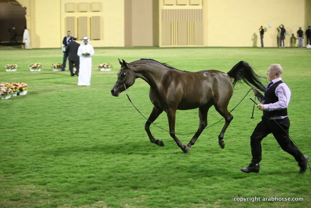 AL Aryam Suhayla by Marwan AL Shaqab
