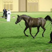 AL Aryam Suhayla by Marwan AL Shaqab