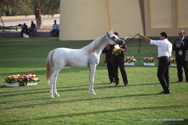 Aj Farahnaz by Nader Al Jamal x Bess-Fa'izah