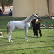 Aj Farahnaz by Nader Al Jamal x Bess-Fa'izah