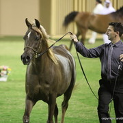 Ajman Show 2012 Day 1