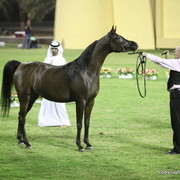 Ajman Show 2012 Day 1