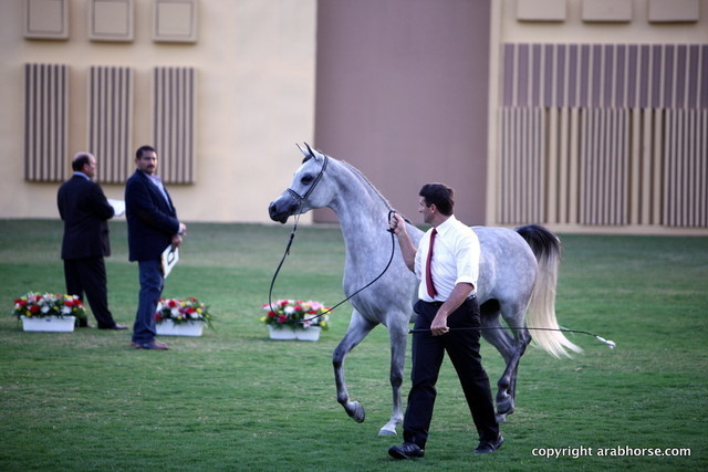 AJ Djamilja by WH Justice