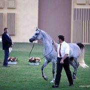 AJ Djamilja by WH Justice