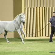 Ajman Show 2012 Day 1