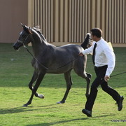 Ajman Show 2012 Day 1