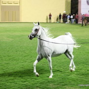 Ajman Show 2012 Day 1