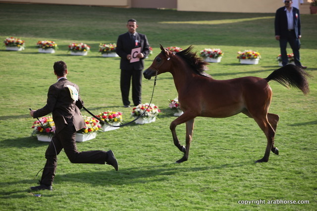 Rim AL Zobair by Ajman Moniscione