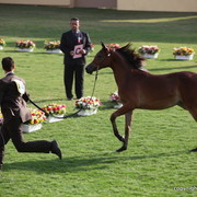 Rim AL Zobair by Ajman Moniscione