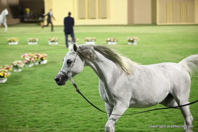 Ajman Show 2012 Day 1