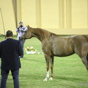 Ajman Show 2012 Day 1
