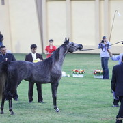 Ajman Show 2012 Day 1