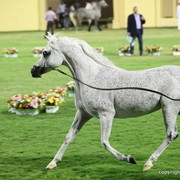 Thoraya AL Zobair by Ansata Selman