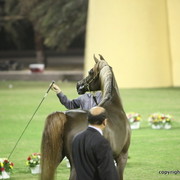 Ajman Show 2012 Day 1