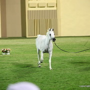 Ajman Show 2012 Day 1