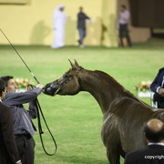 Ajman Show 2012 Day 1