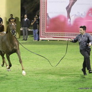 D Jowan by Marwan Al Shaqab