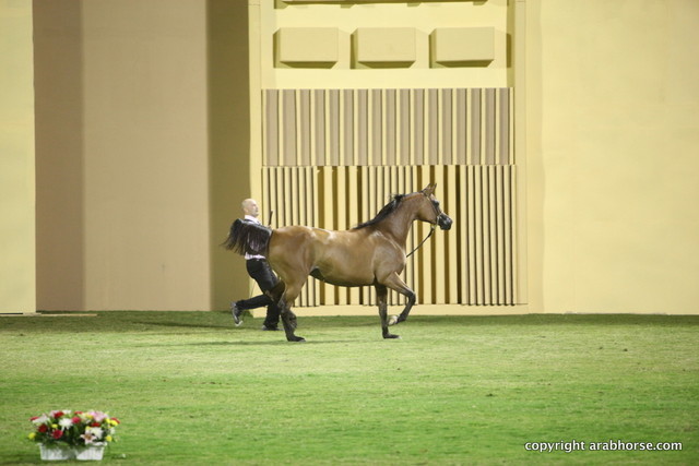 Ajman Show 2012 Day 1