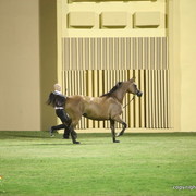 Ajman Show 2012 Day 1