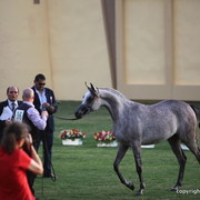 AL Aryam Abla by Marwan Al Shaqab