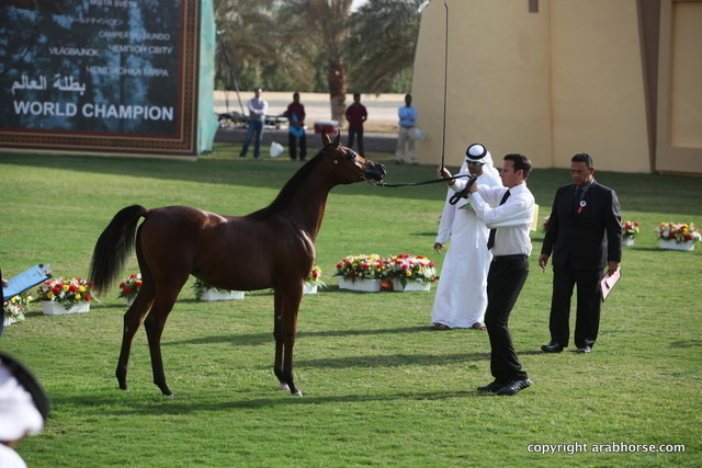 Samarah Al Bidayer by Marajj
